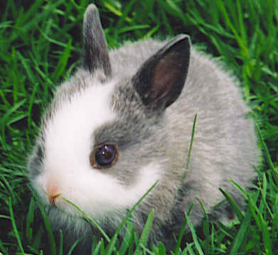 Baby Bunny Pictures on Bunny Reviews  Smart Bitches Who